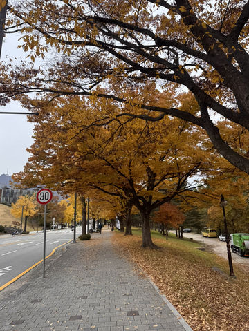 Beauty of K-Autumn 🥹