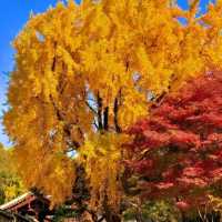 🏛️ Jongmyo Shrine – Seoul’s Timeless Confucian Heritage