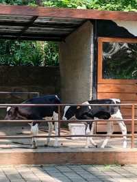 Orchid Forest Cikole: A Nature Escape