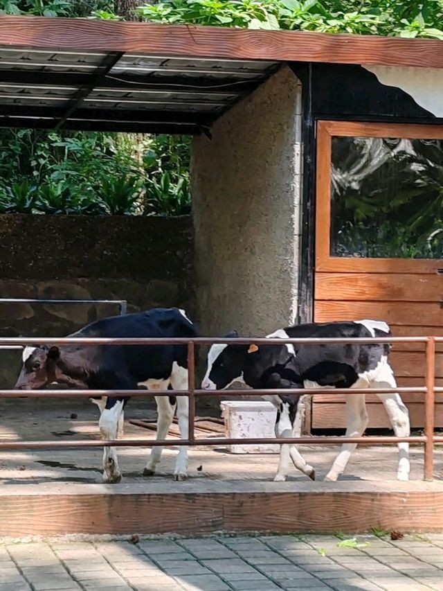 Orchid Forest Cikole: A Nature Escape Orchid Forest Cikole: A Nature Escape