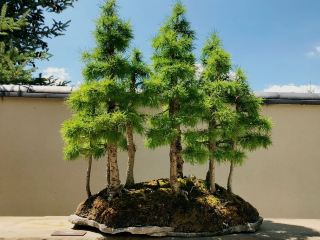  A Midwest Jewel: Family Zen at the DeVos Japanese Garden
