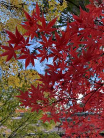 บรรยากาศใบไม้เปลี่ยนสีที่นารา เกียวโต และโอซาก้า