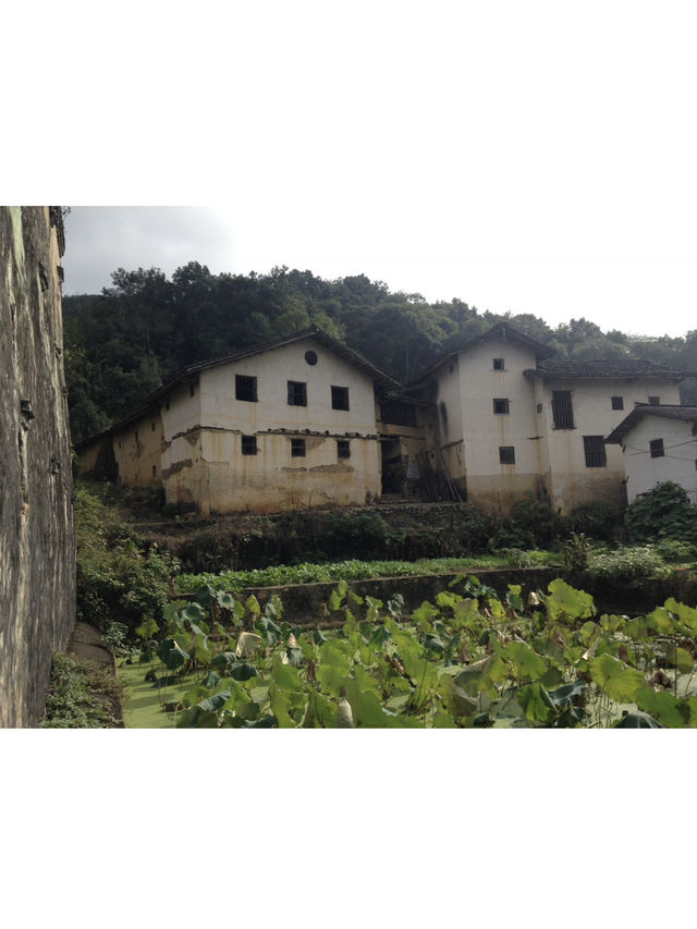 🍃廣東秋日打卡！銀杏村 x 金色稻田 x 古村屋Chill一日遊