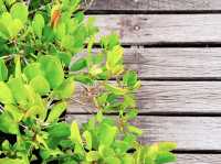 ทุ่งโปรงทอง ระยอง