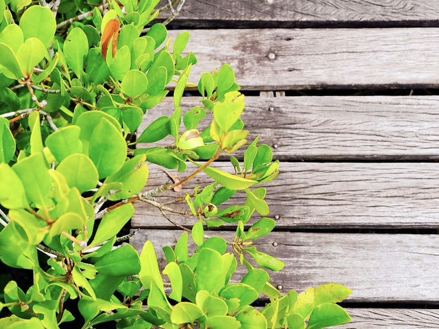 ทุ่งโปรงทอง ระยอง ทุ่งโปรงทอง ระยอง