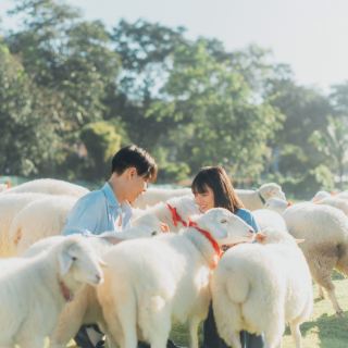 บ้านแกะแม่ขิง