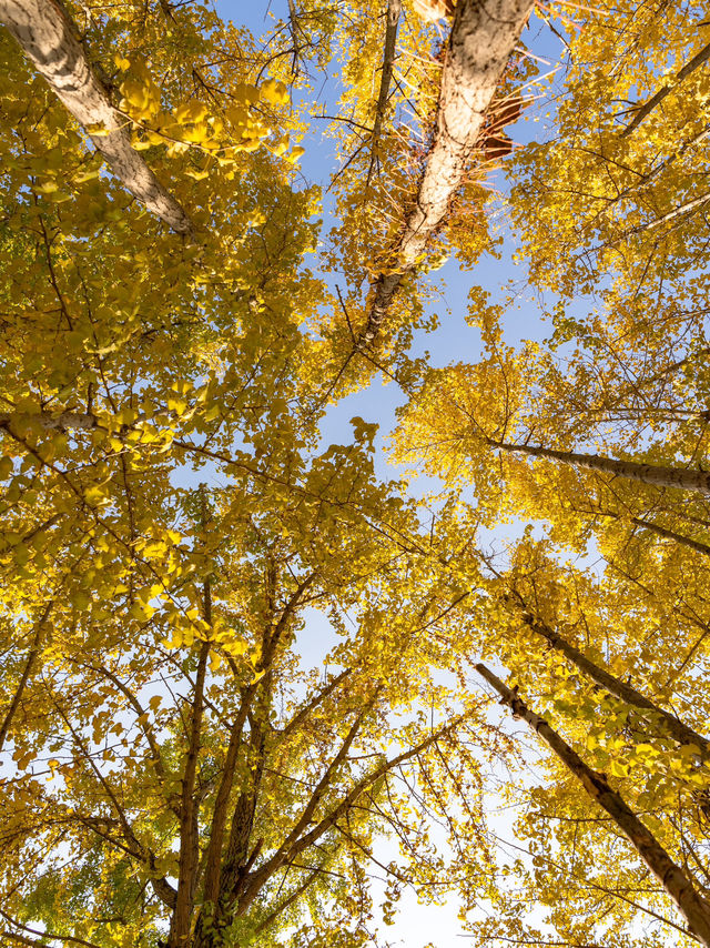 ๊ฒฝ์ฃผ ๋๋ฆฌ๋ง์ ์ํ๋๋ฌด ์ฒ ๊ฒฝ์ฃผ ๋๋ฆฌ๋ง์ ์ํ๋๋ฌด ์ฒ