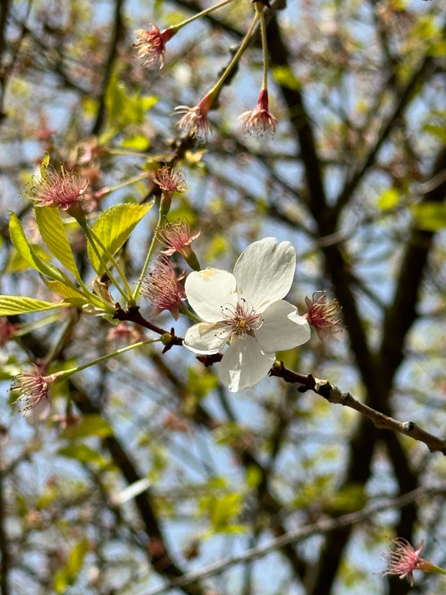 แจกแพลน โอซาก้า เที่ยวตามได้เลย