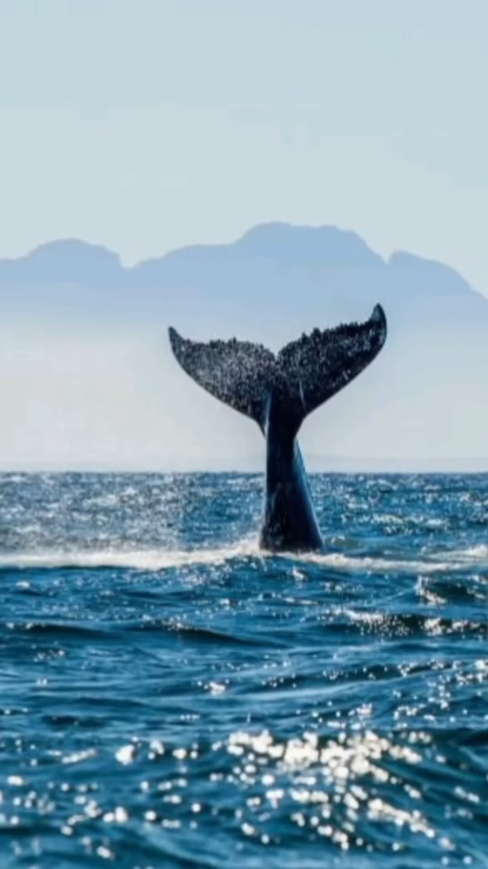 Whale Watching in Hermanus, South Africa 🐋🌊