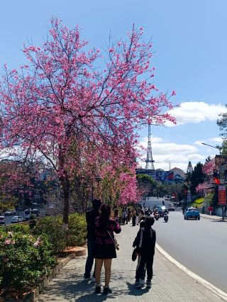  🌸Chasing Pink Petals in Da Lat: Vietnam’s Dreamiest Cherry Blossom Season