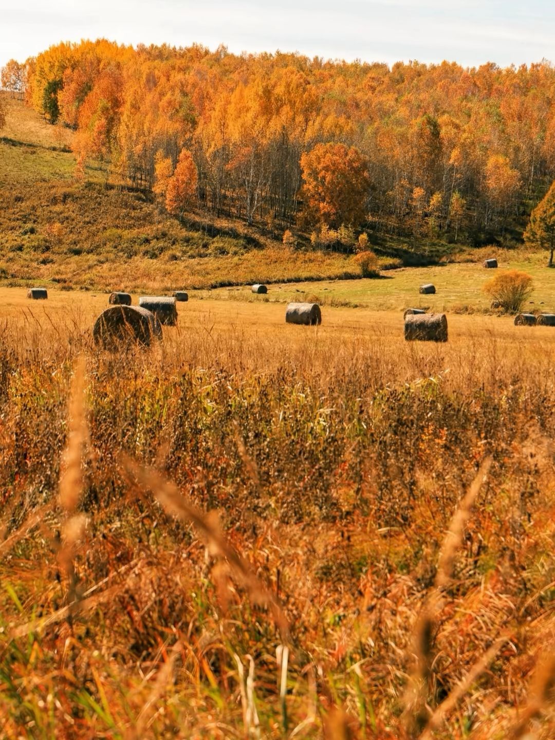 Kanas in Autumn: A Moment I Wish I Could Keep Forever