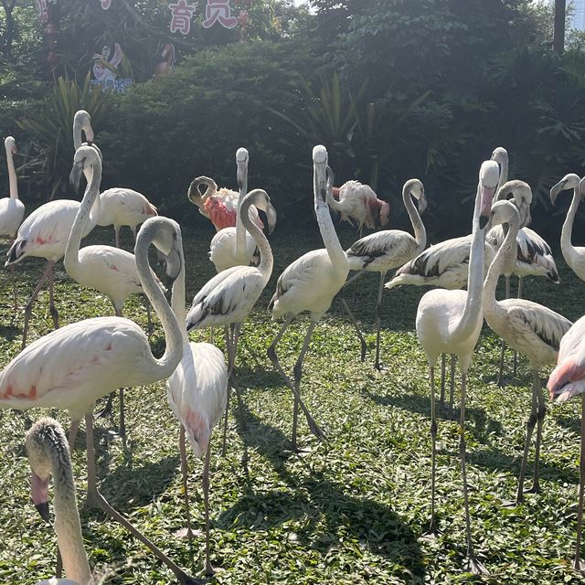 Guangzhou must-visit spot for bird watchers