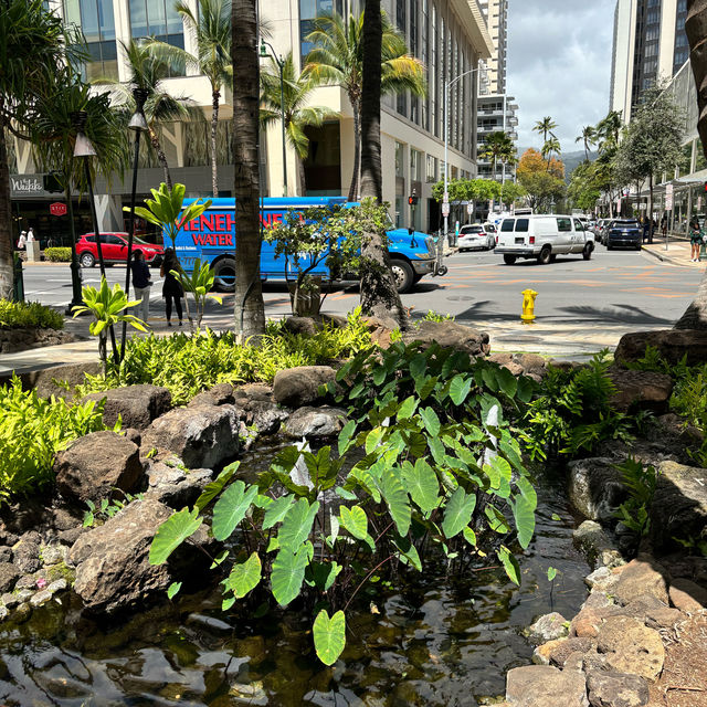 Exploring Waikiki 🌺 