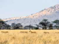 5 Days Safari - Tarangire National Park