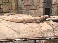 Shark Reef Aquarium at Mandalay Bay 🇺🇸