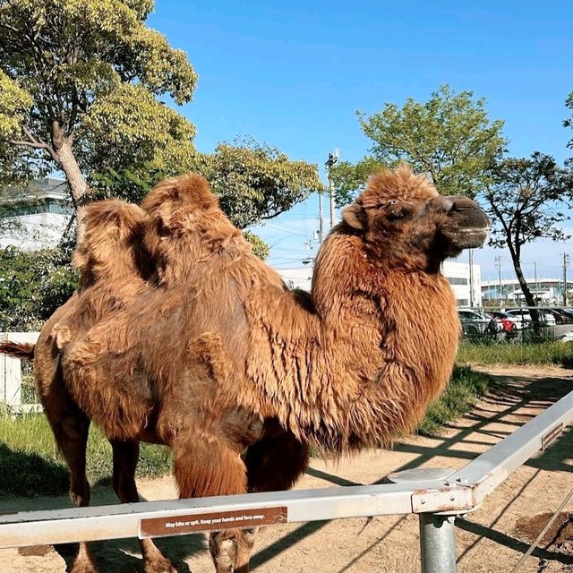 🐨神戶動物王國🦁超近距離接觸可愛動物🦝