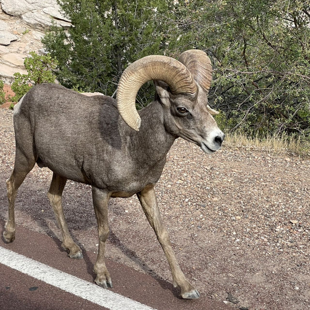 Top Things to Do in Zion National Park, USA 🏞️