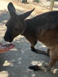 Picture perfect spots in Featherdale Sydney Wildlife Park