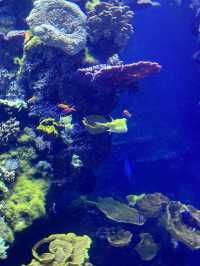 Review on Musée Océanographique, Monaco (Should or should not visit?)