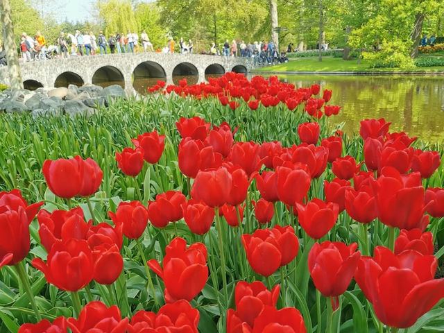 Tulip Season in the Netherlands: A Dreamy Escape to Keukenhof 🌷✨
