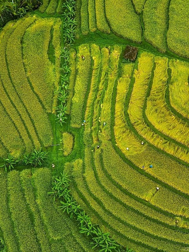 Jatiluwih Rice Terraces, Bali: A Peaceful Tapestry of Tradition and Nature