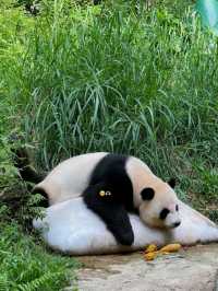 Skyline Sparkle type of city you have to visit at least once 🌃