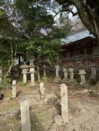 Nara’s Enchanting Shrines & Sacred Deer Encounters