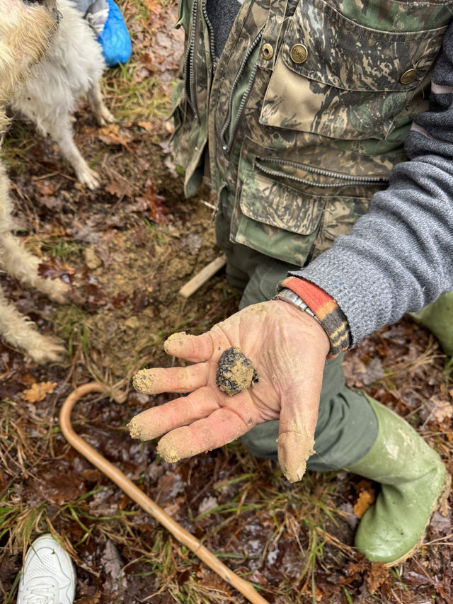 Magical morning in Alba hunting truffle