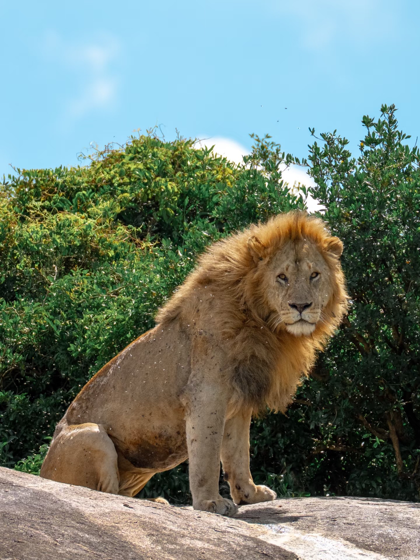 Tanzania showed me the real Africa: lions, the savannah, and zero filters.
