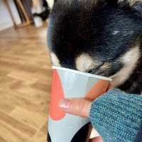 【蘇州】ひたすら癒される柴犬カフェ