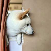【蘇州】ひたすら癒される柴犬カフェ