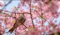 Japan's cherry blossoms are in full bloom, won't you come?