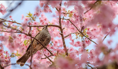 Japan's cherry blossoms are in full bloom, won't you come