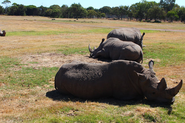Werribee Zoo | Melbourne