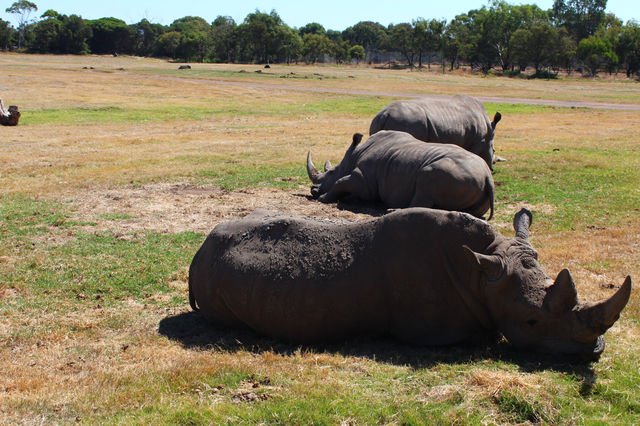 Werribee Zoo | Melbourne