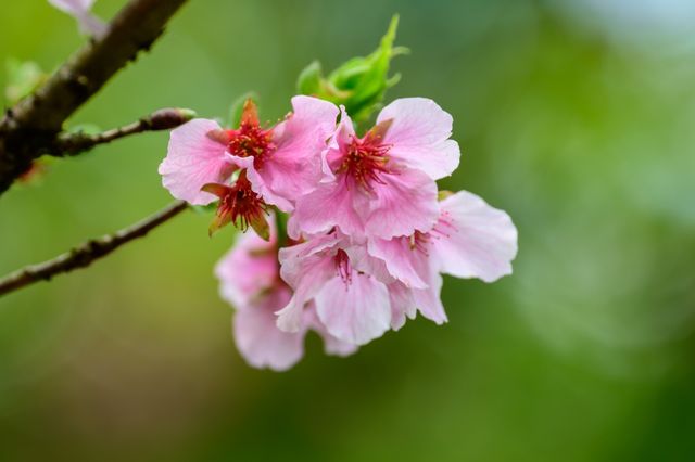 Spring cherry blossom viewing, Taipei's Yangmingshan welcomes a colorful feast.