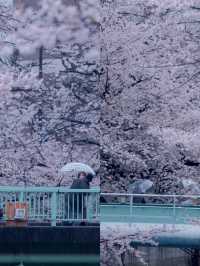 In April, I'm going to Nara Yoshino Mountain to experience the cherry blossoms of spring. Here's a nanny-level guide.