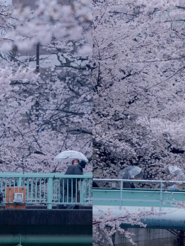 In April, I'm going to Nara Yoshino Mountain to experience the cherry blossoms of spring. Here's a nanny-level guide.