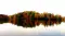 Whispering_Willow