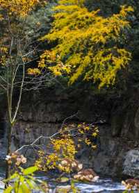 芦山的大深山裡的彩林秘境：大川河