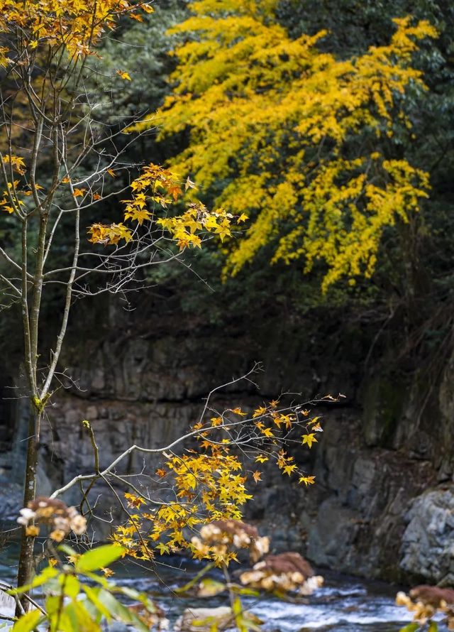 芦山的大深山裡的彩林秘境：大川河