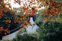 發現上海｜奉賢古華園，這裡的紅葉也很美