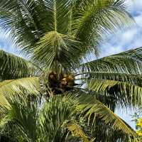 Exploring the Tranquil Mekong Delta
