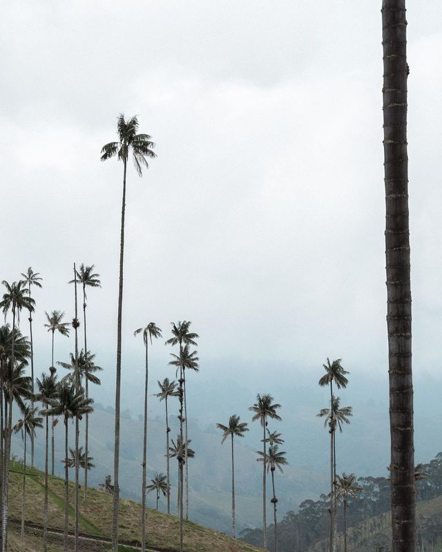 🌟 Cocora Valley: Colombia's Natural Marvel 🌴