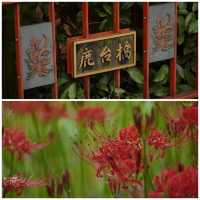 【就愛逛公園】巾著田彼岸花公園：500萬曼珠沙華驚艷絕美
