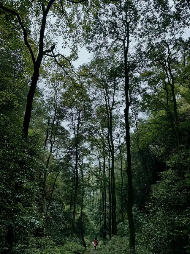 Jinyun Mountain in Chongqing | Natural Oxygen Bar