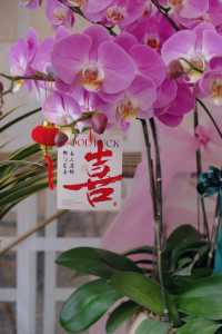侨城坊花市探秘，春節的浪漫與溫馨在此綻放！