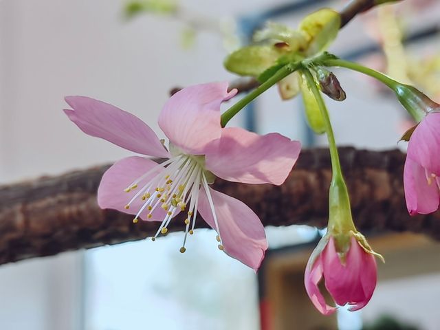 立春在北京玉渊潭賞櫻:春櫻賀歲，次第花開