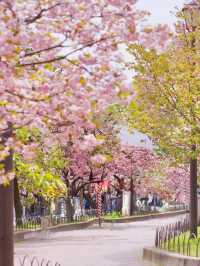 日本櫻花，京都大阪奈良賞櫻