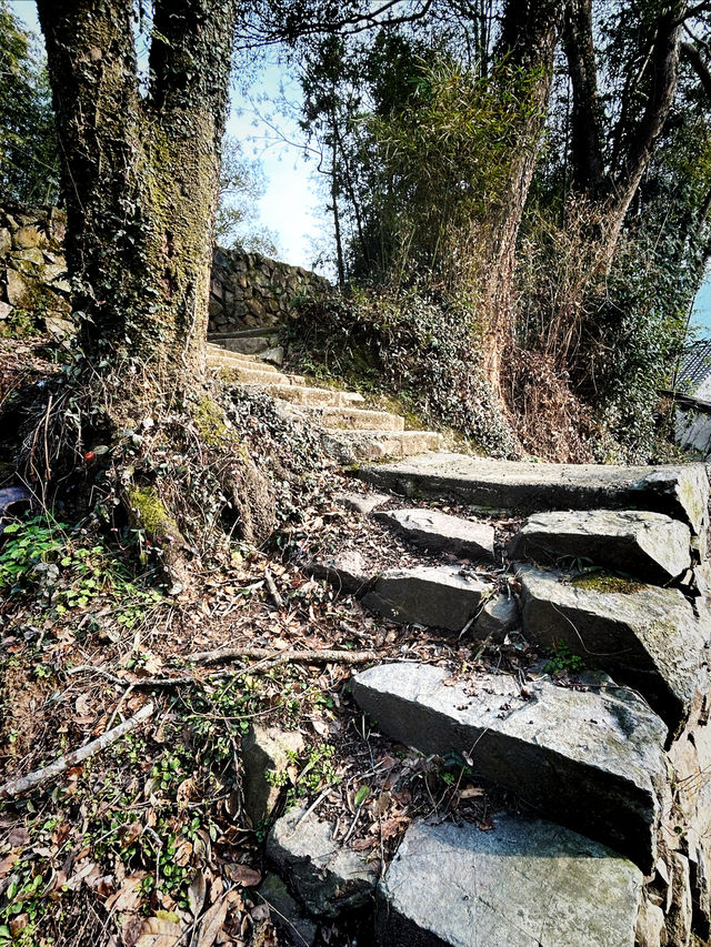 深山裡的賞花勝地｜西畈村